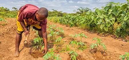 Traditional_agriculture_450x210